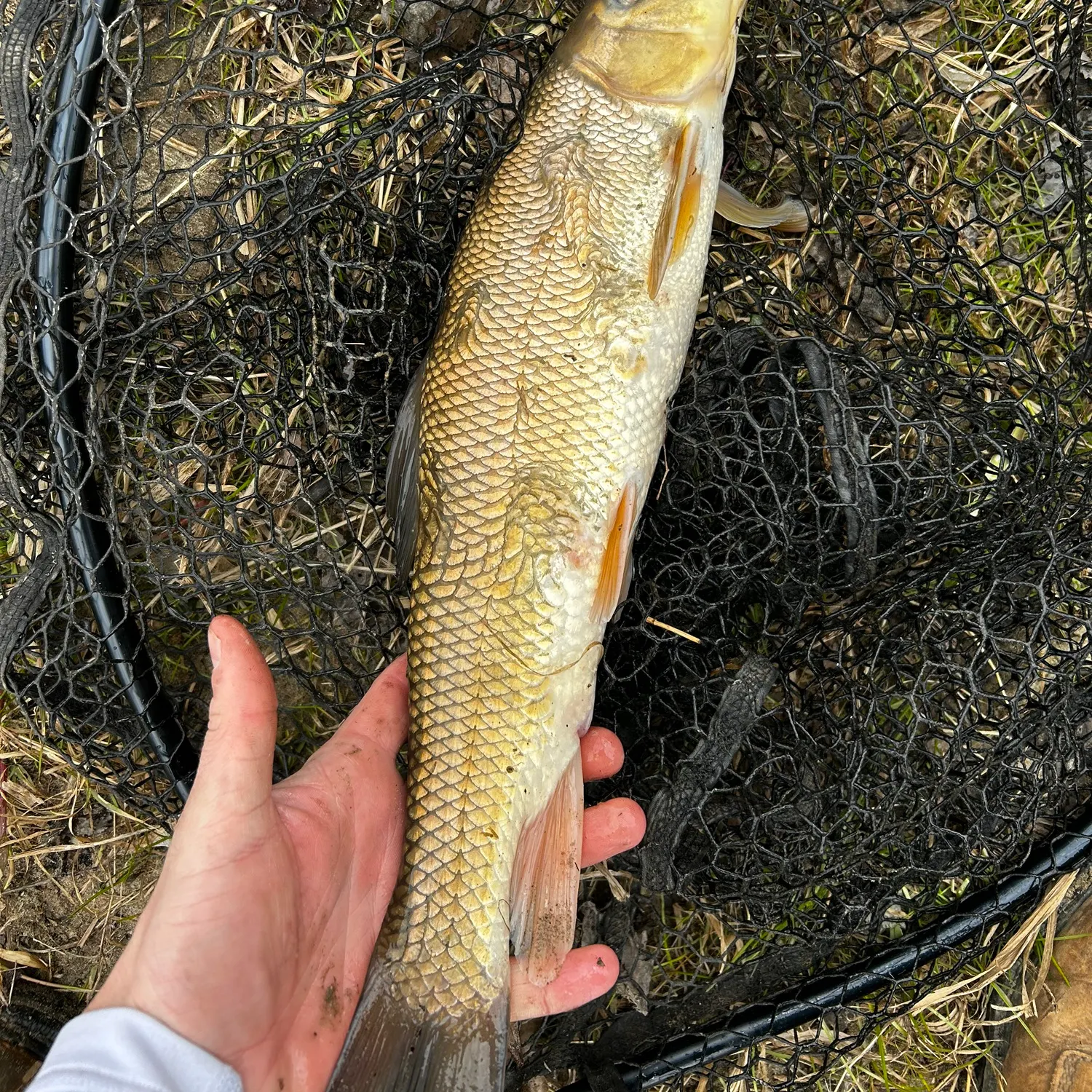 The most recent White sucker catches on Fishbrain