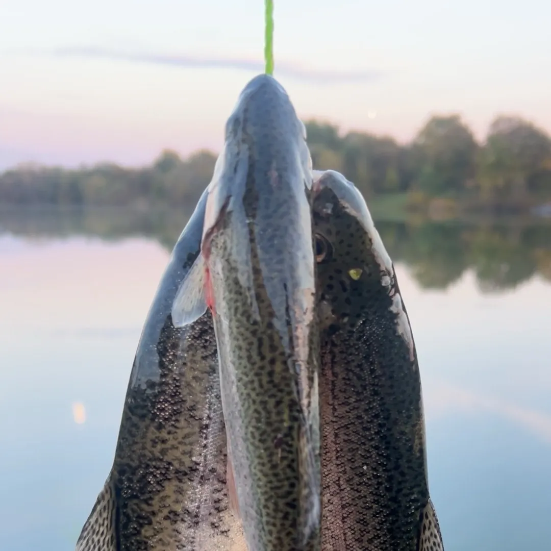 Rainbow trout caught on Fishbrain