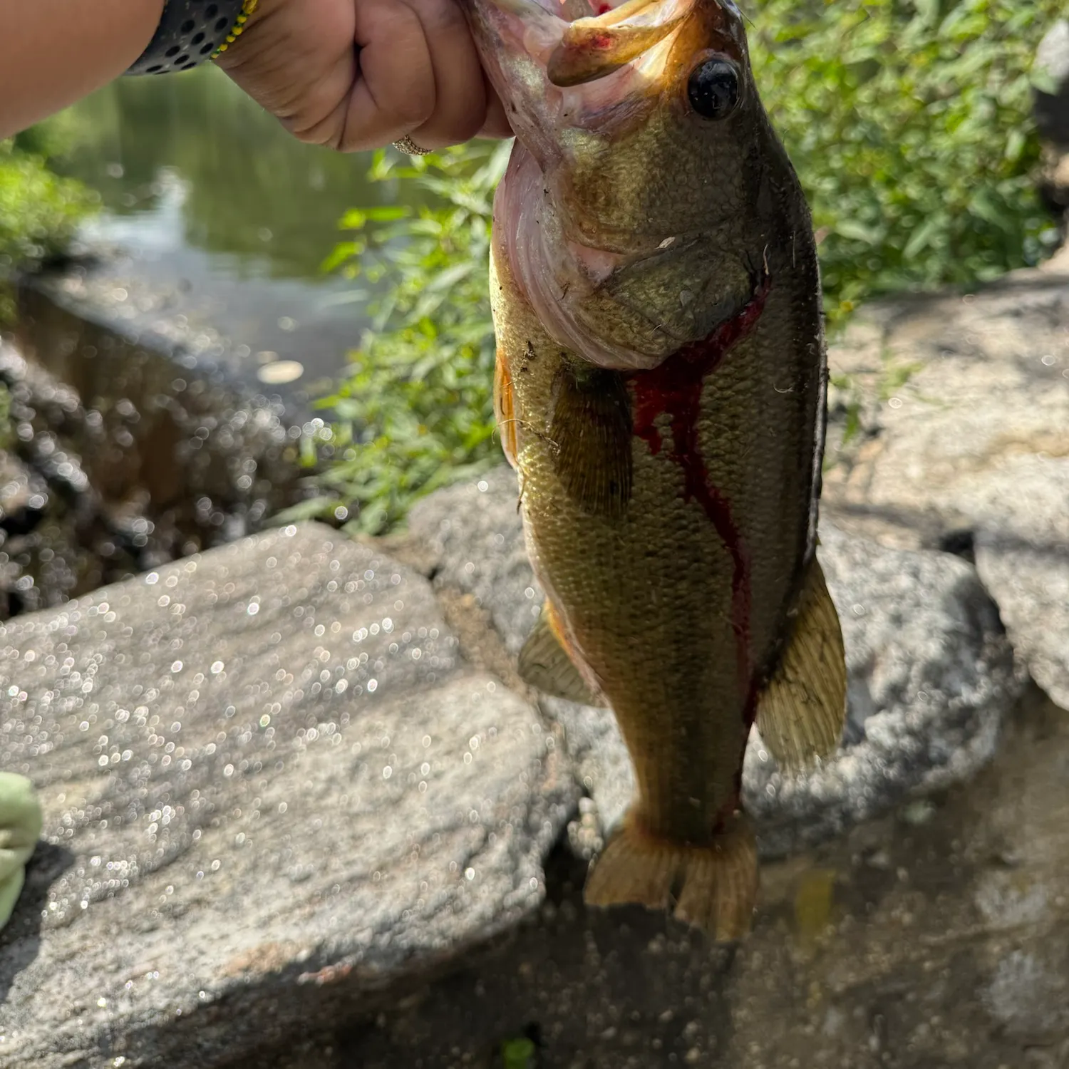 Largemouth bass caught on Fishbrain