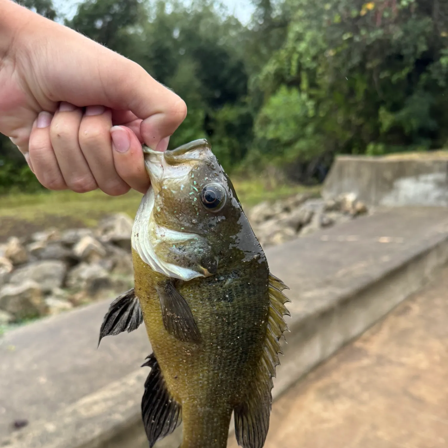 Green sunfish caught on Fishbrain