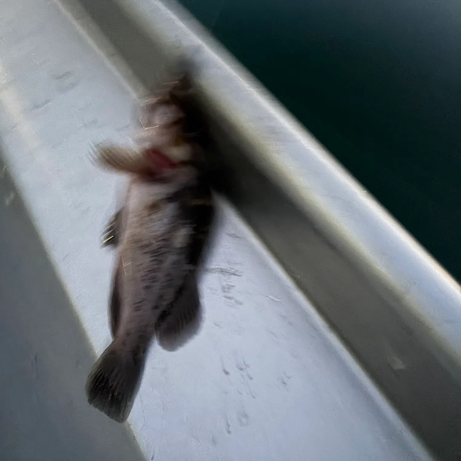 Copper rockfish caught on Fishbrain