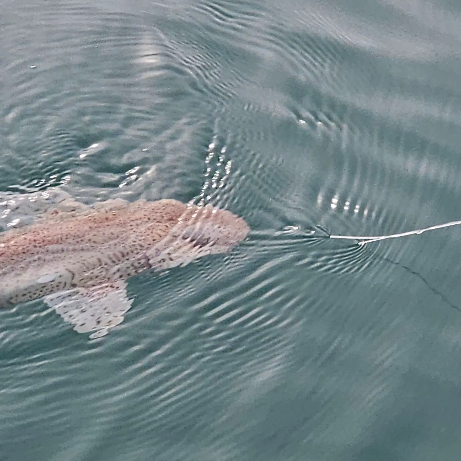 Lesser spotted dogfish caught on Fishbrain