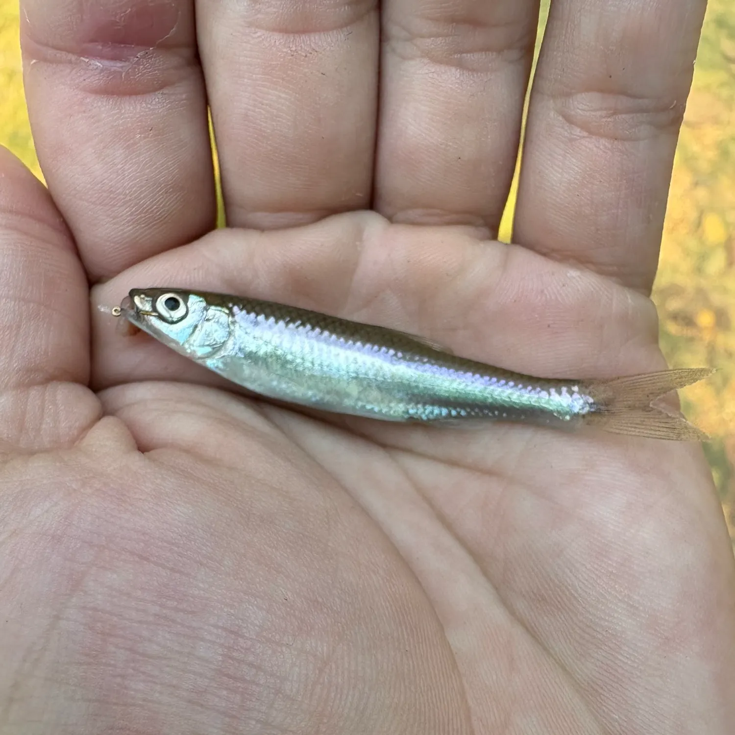 The most recent Spotfin shiner catches on Fishbrain