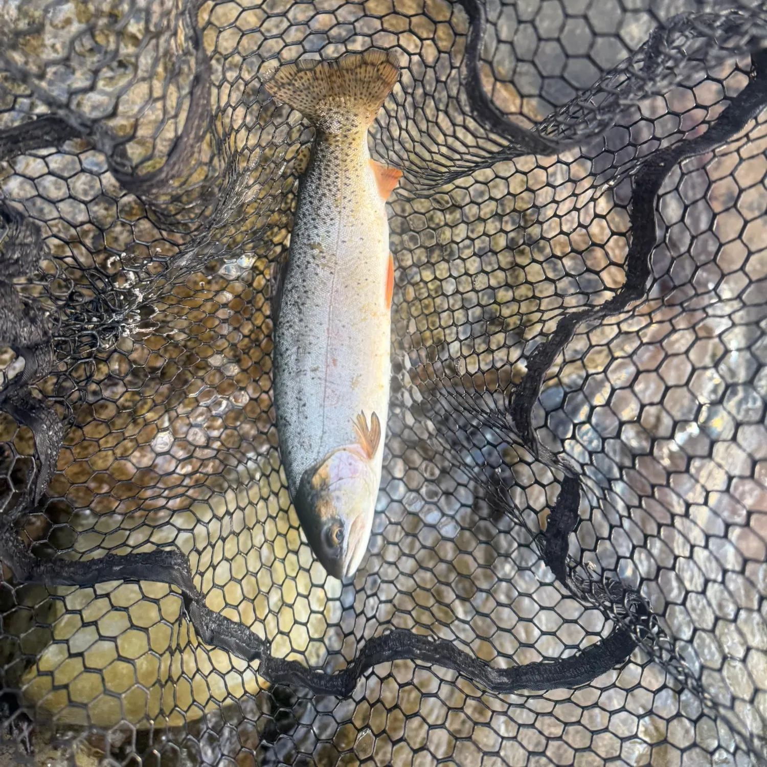 Cutthroat trout caught on Fishbrain