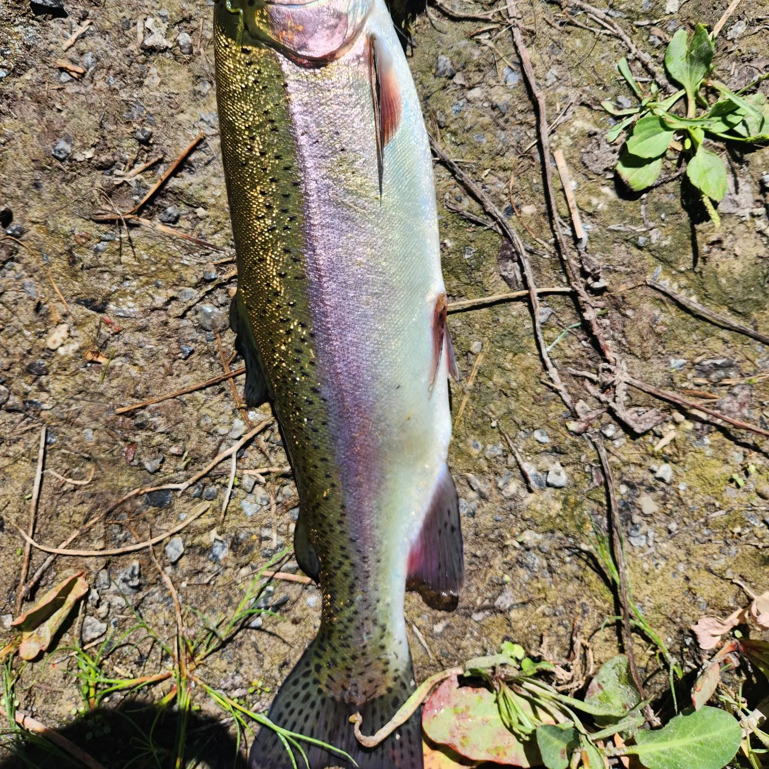 Rainbow trout caught on Fishbrain
