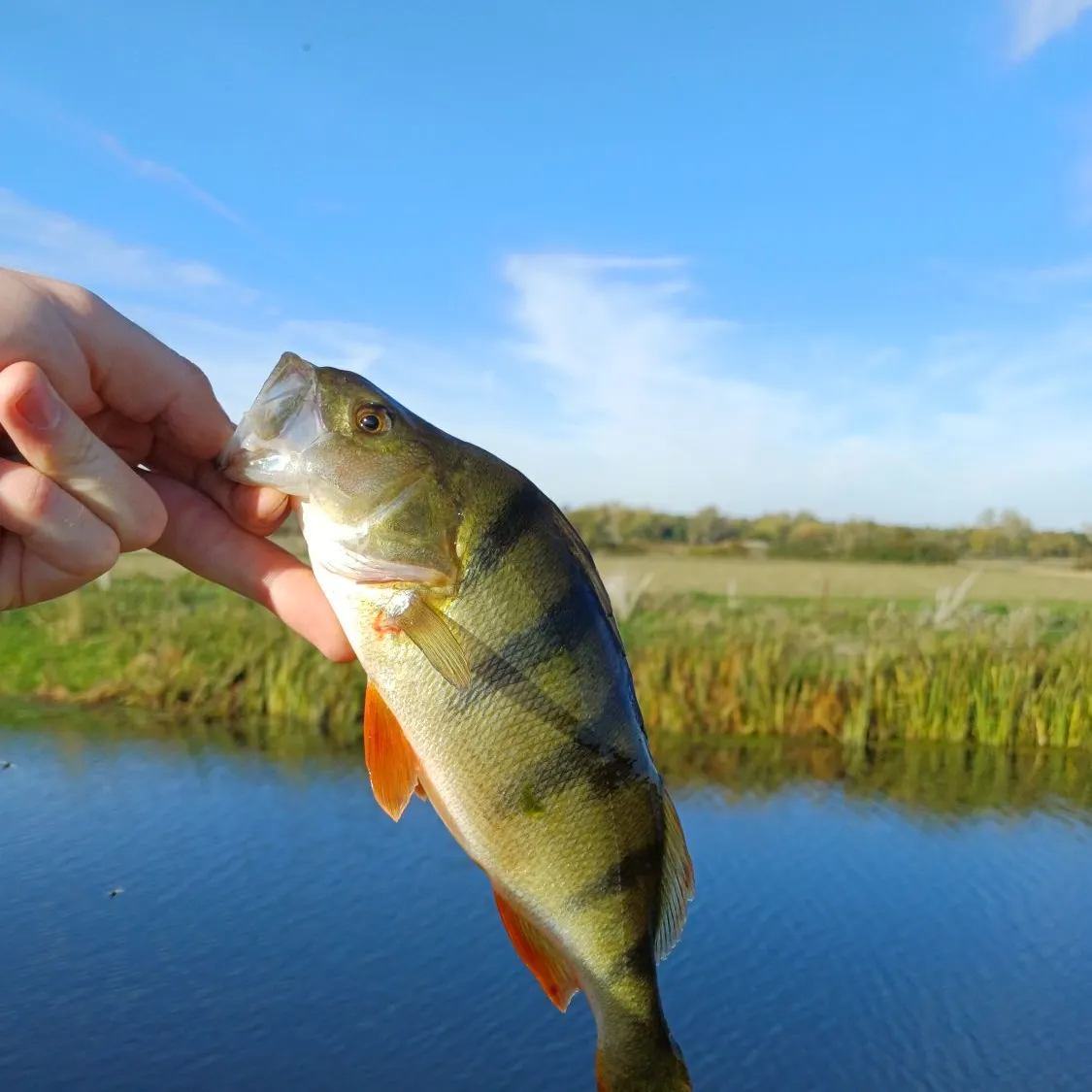 European perch caught on Fishbrain