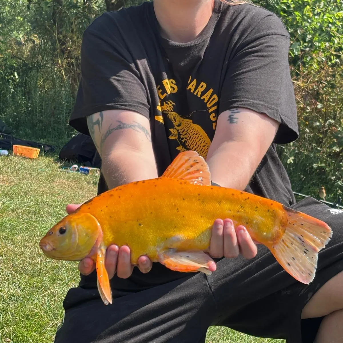 The most recent Golden tench catches on Fishbrain
