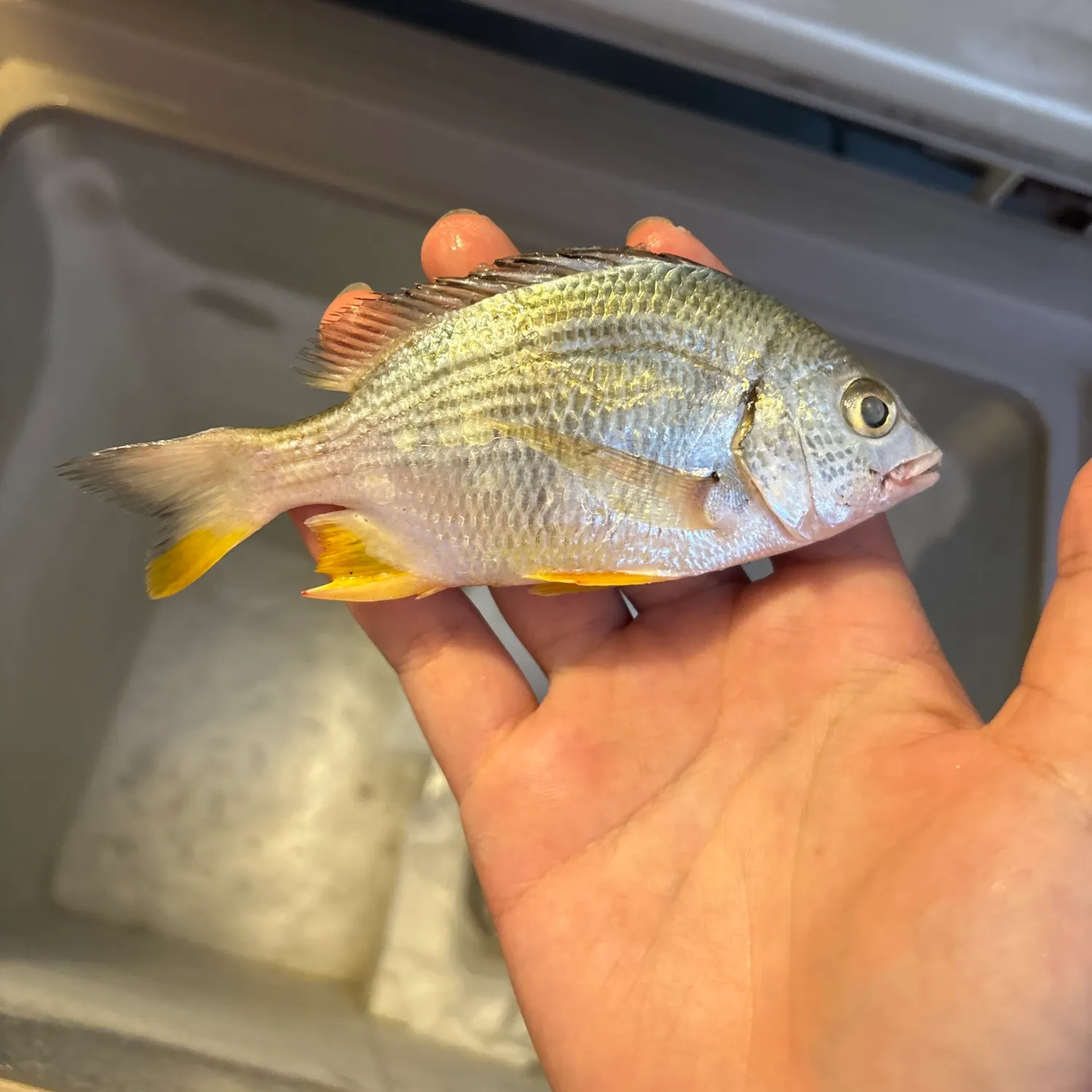 Mottled spinefoot caught on Fishbrain