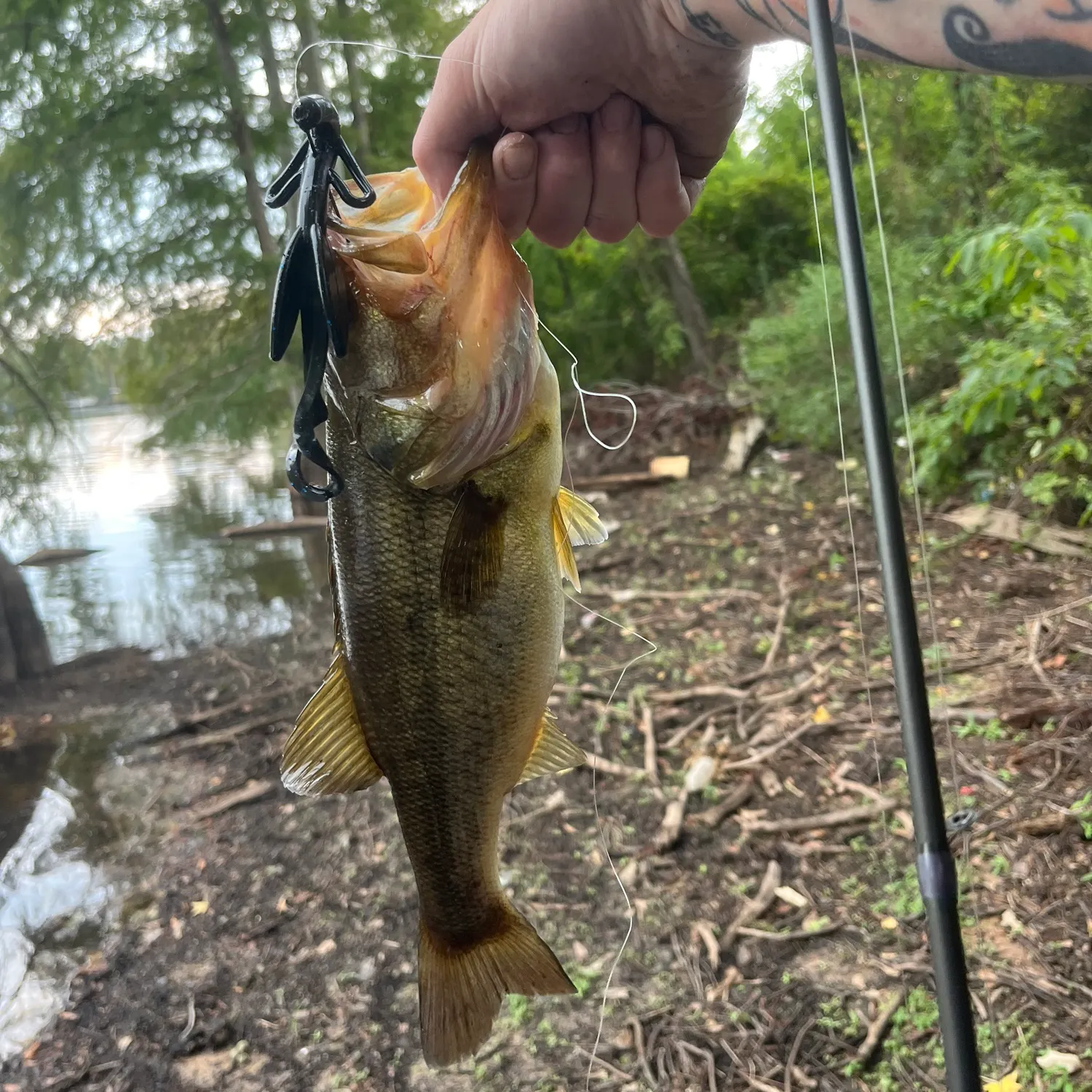 Largemouth bass caught on Fishbrain