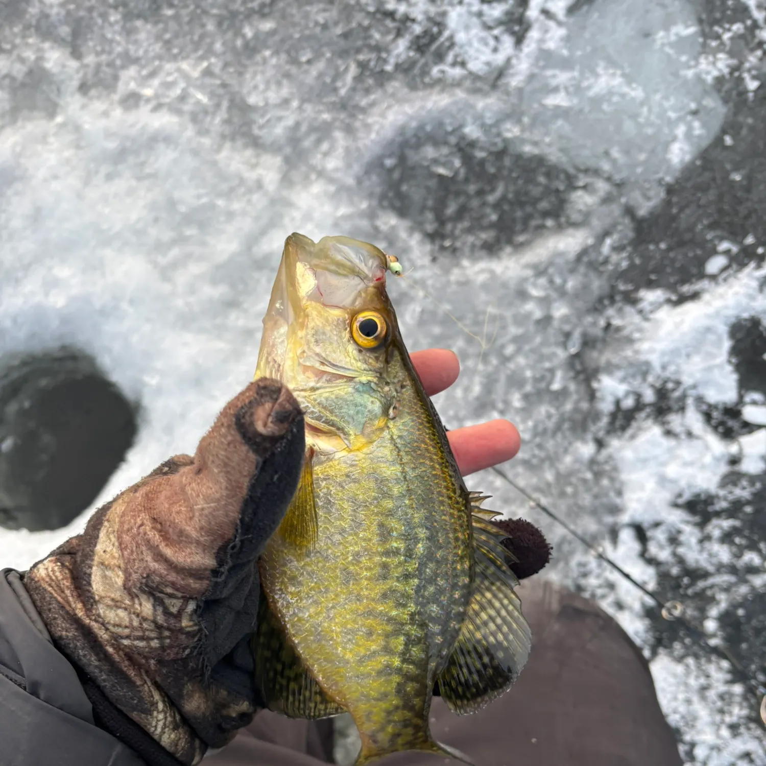 The most recent Grass pickerel catches on Fishbrain