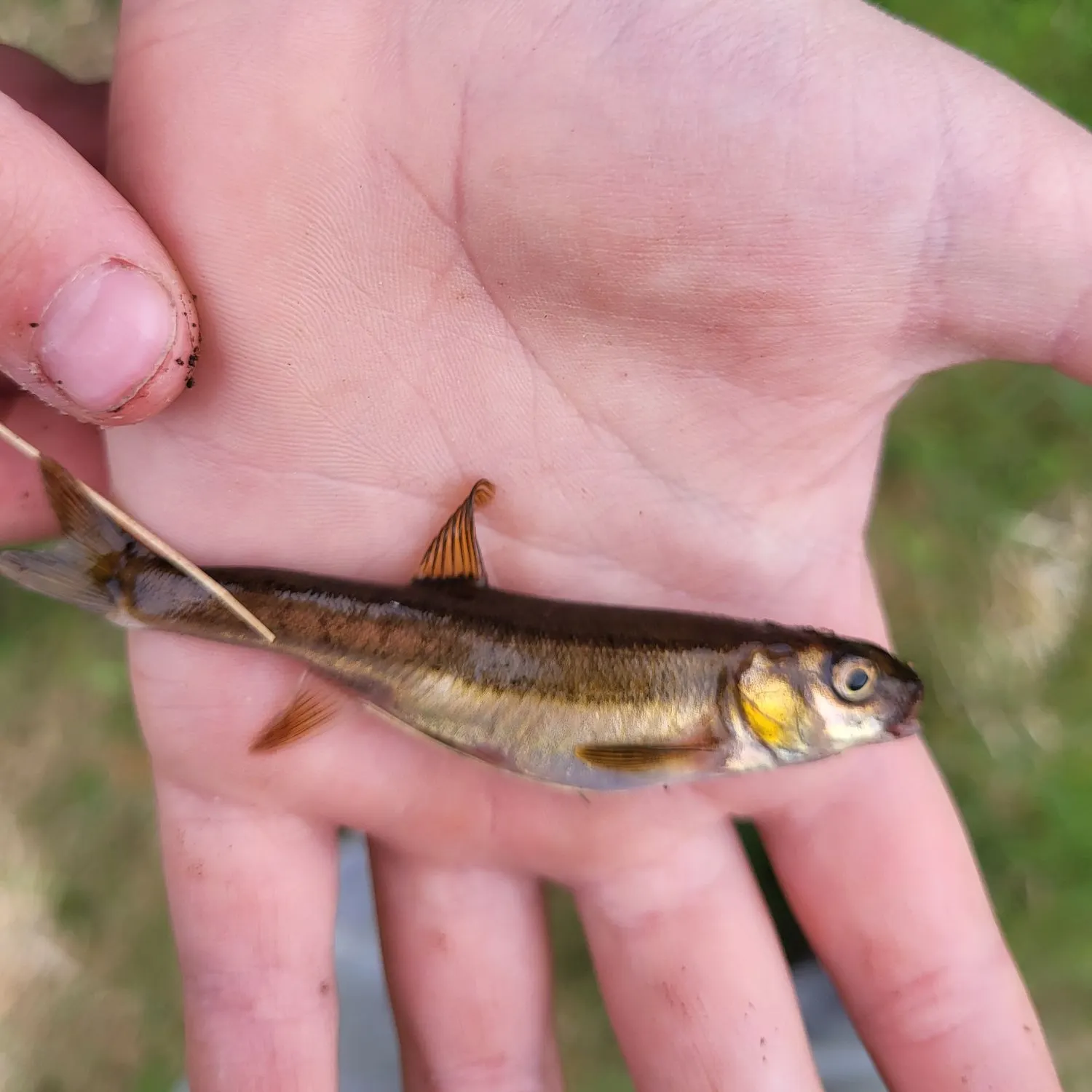 Eurasian minnow caught on Fishbrain