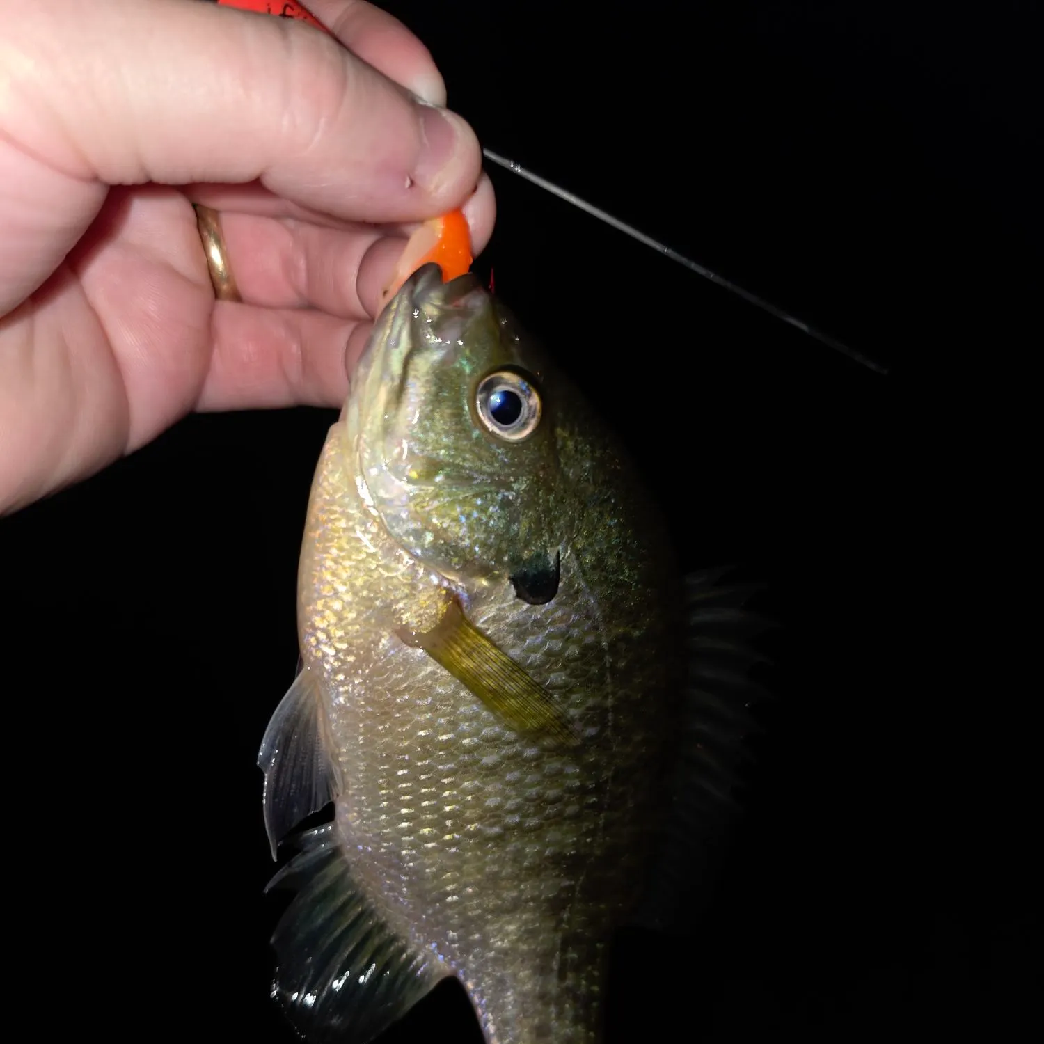 Bluegill caught on Fishbrain