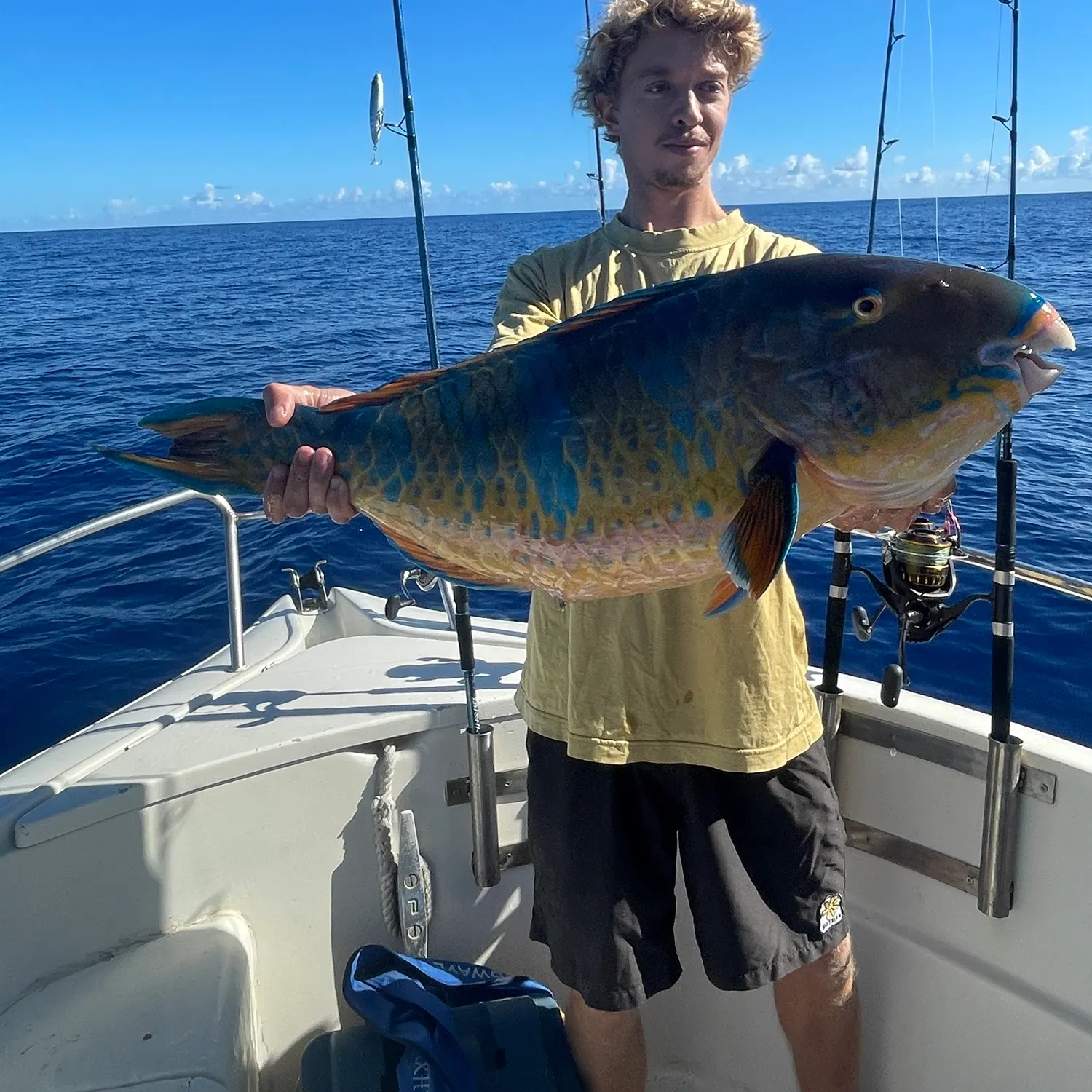 The most recent Rainbow parrotfish catches on Fishbrain