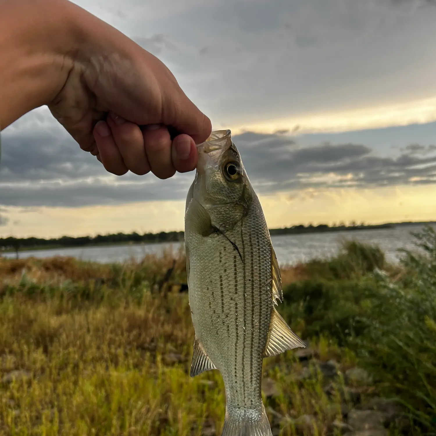 Wiper caught on Fishbrain