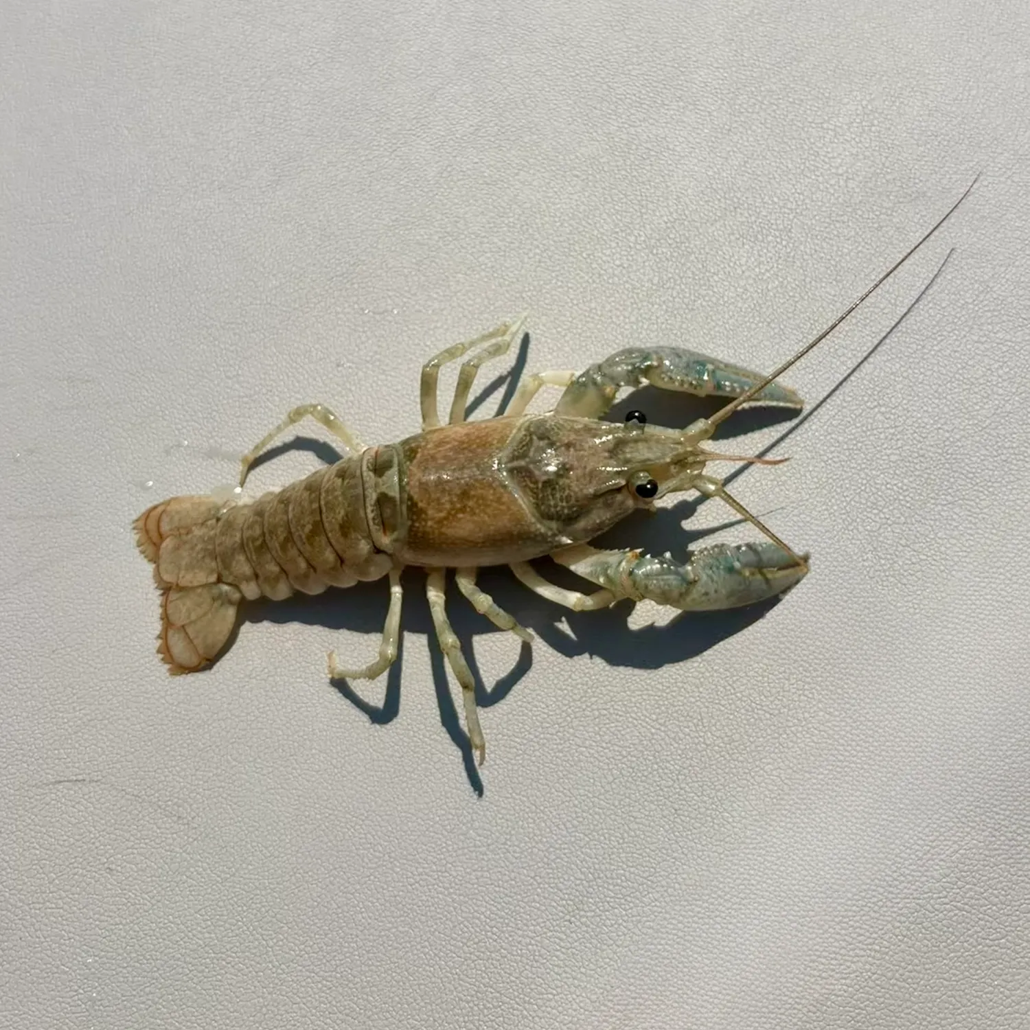 The most recent Calico crayfish catches on Fishbrain