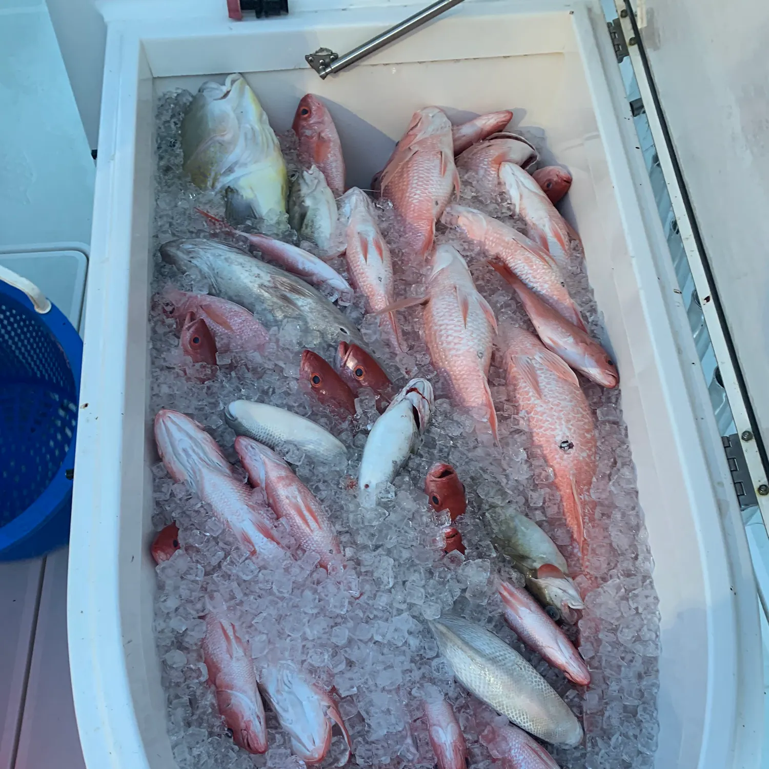 The most recent Northern red snapper catches on Fishbrain