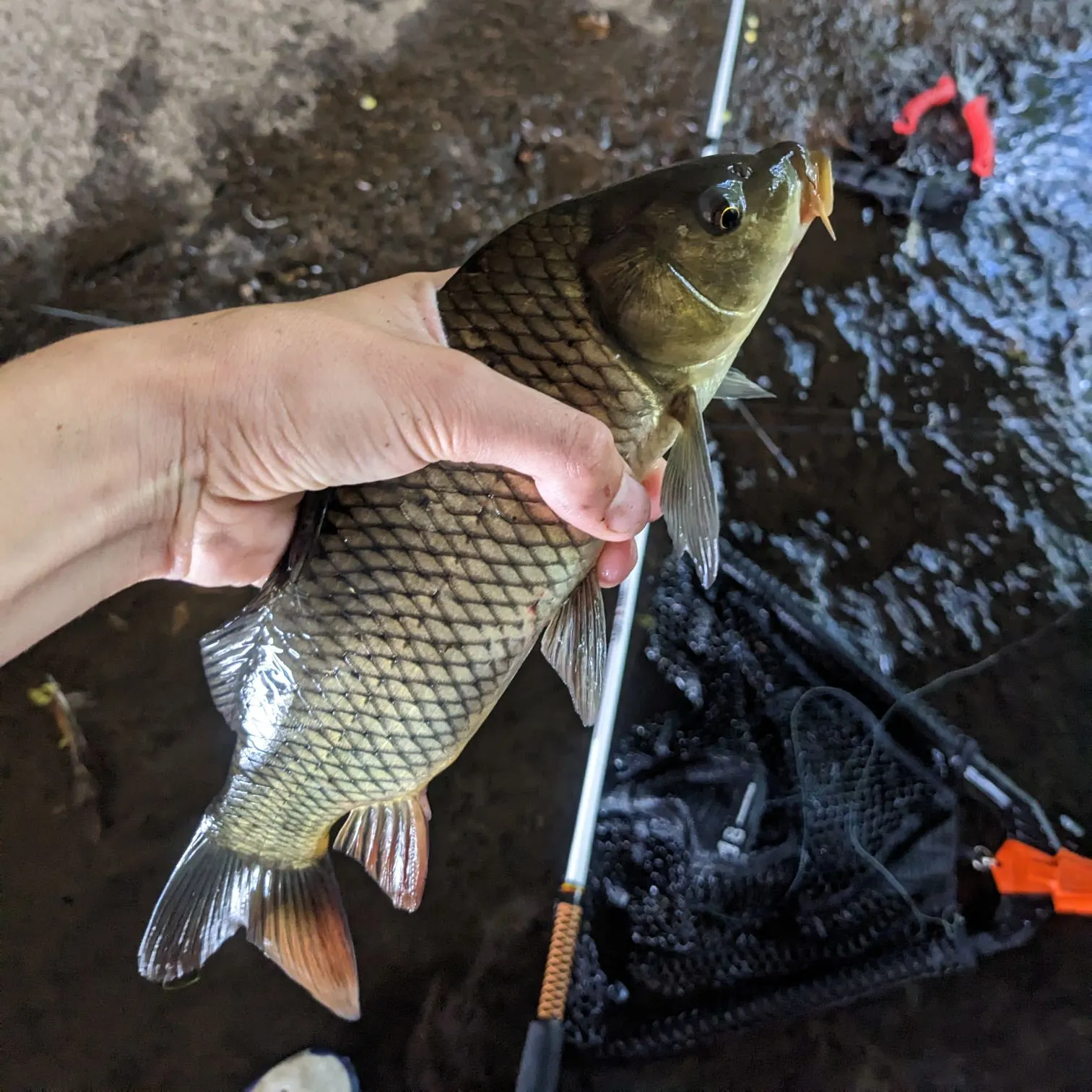 Common carp caught on Fishbrain