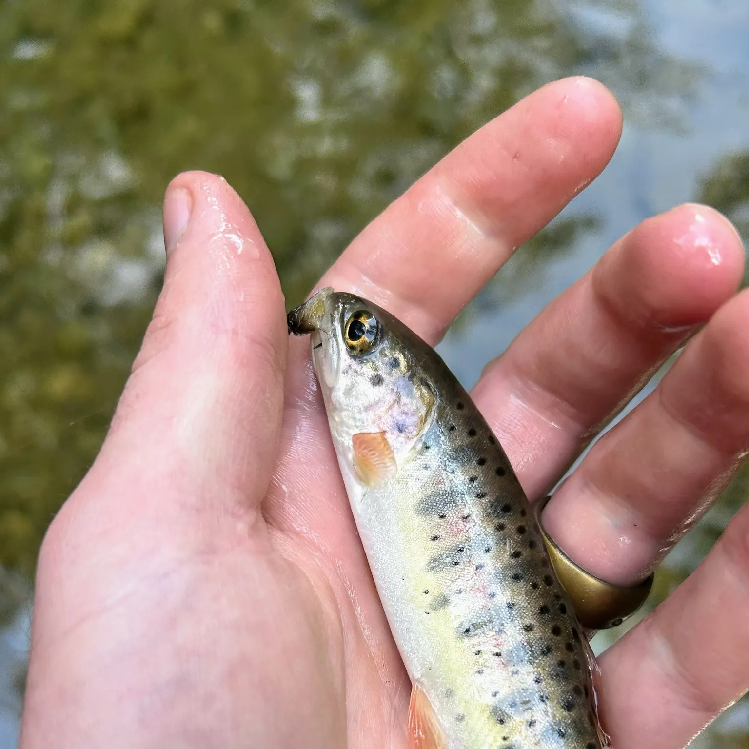 The most recent Bonneville cutthroat trout catches on Fishbrain