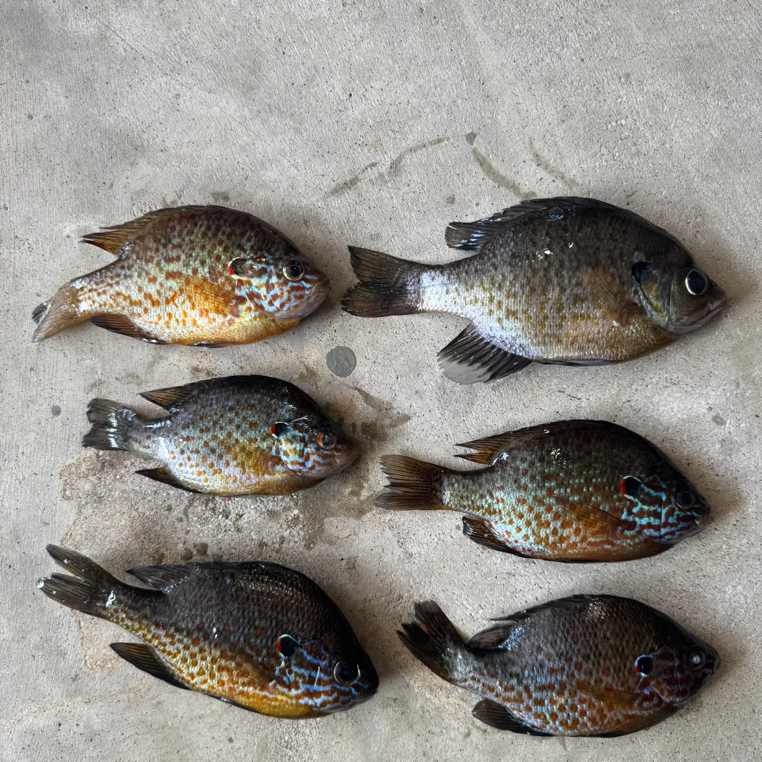 recently logged catches