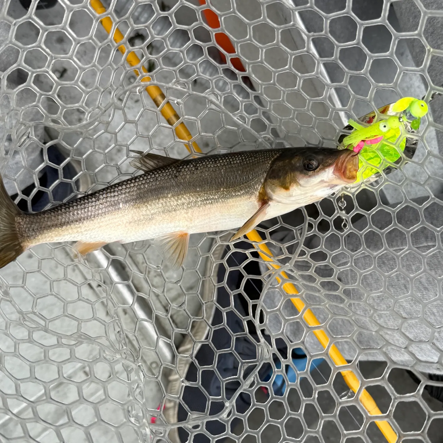 The most recent Peamouth catches on Fishbrain