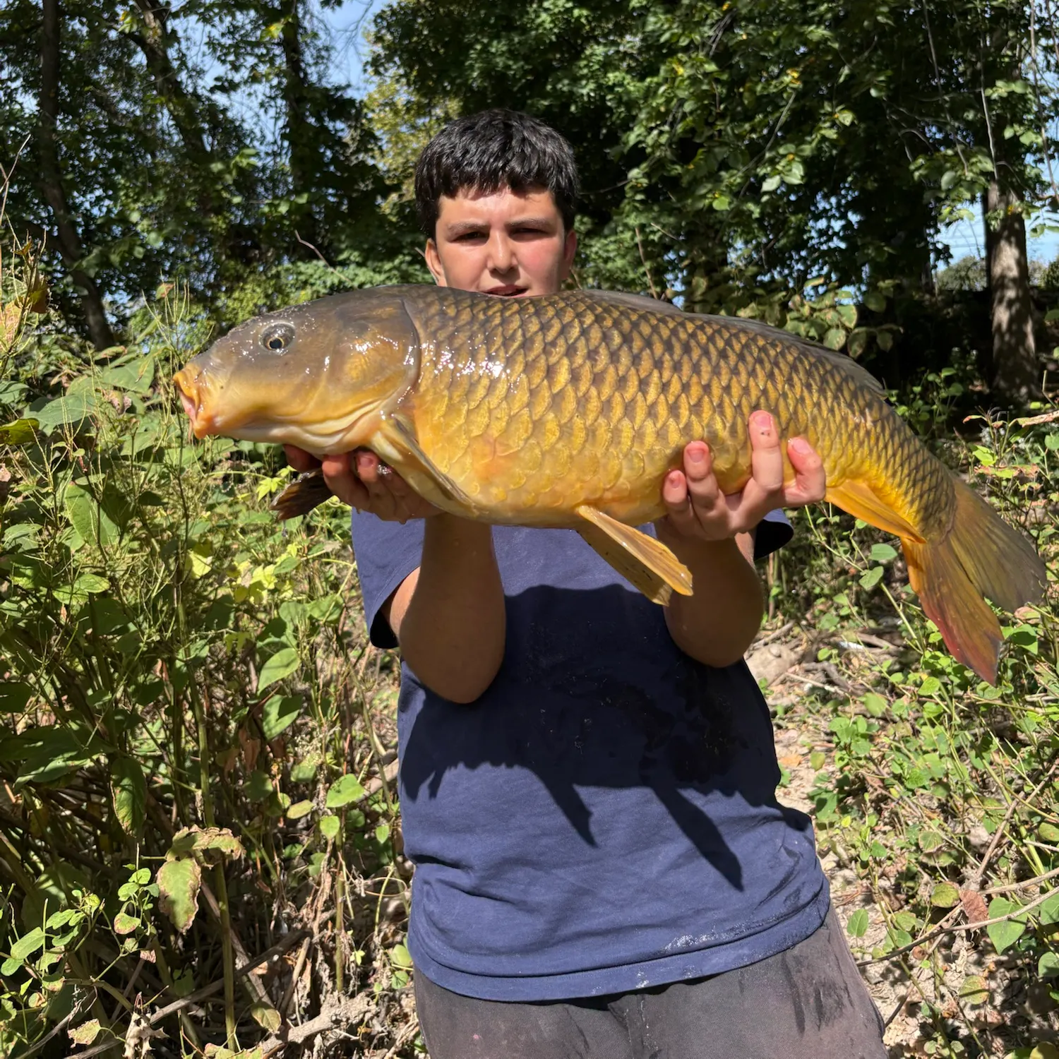 Common carp caught on Fishbrain