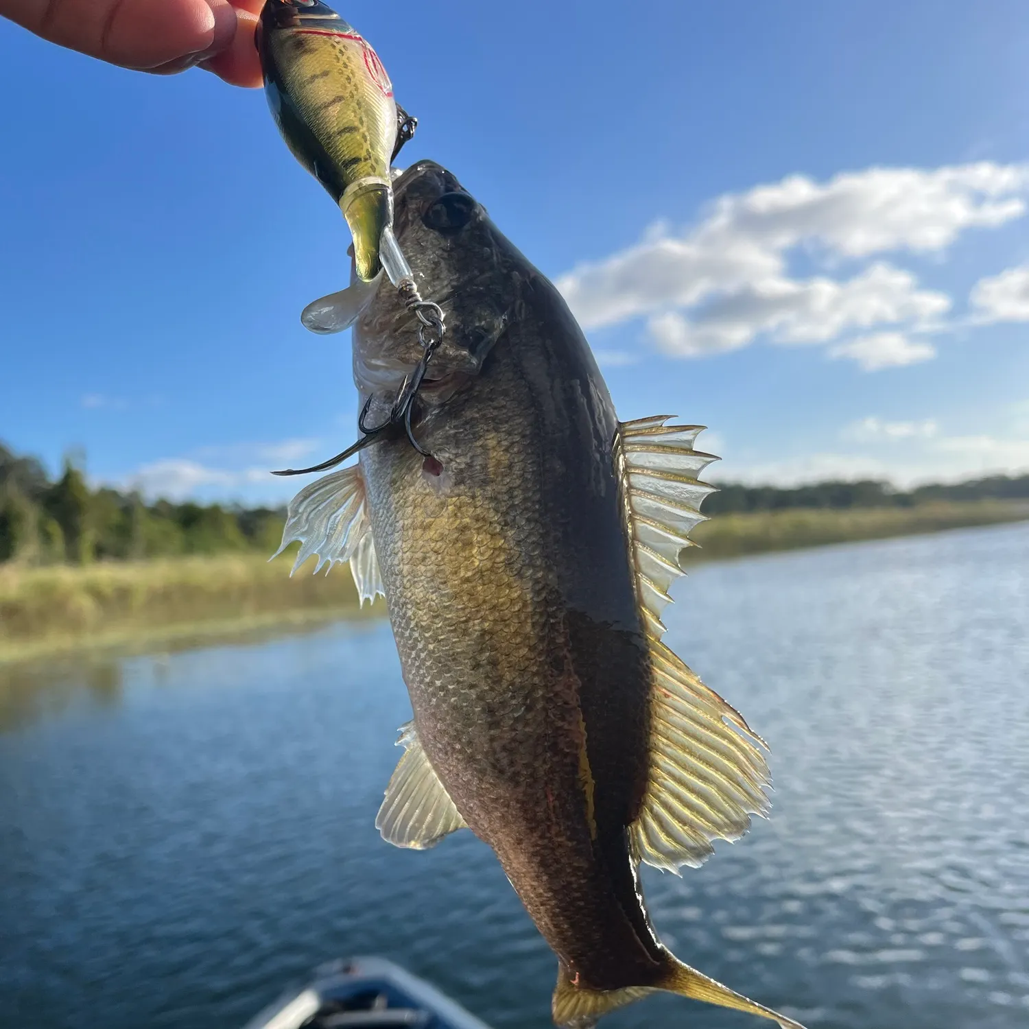 Smallmouth bass caught on Fishbrain