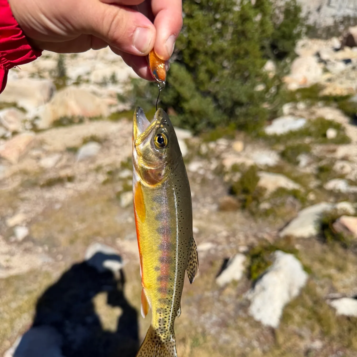 Golden trout caught on Fishbrain