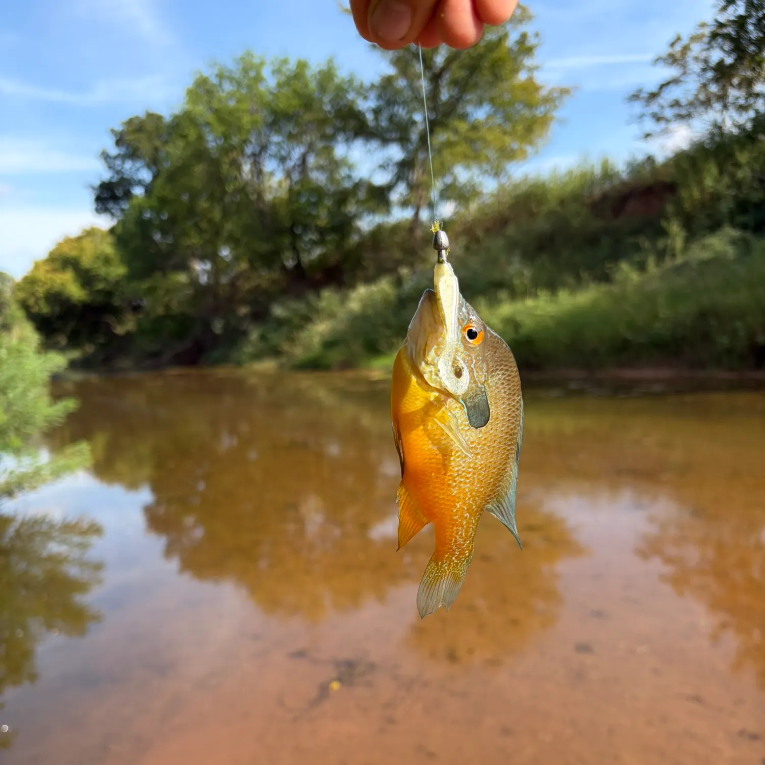 Longear sunfish caught on Fishbrain