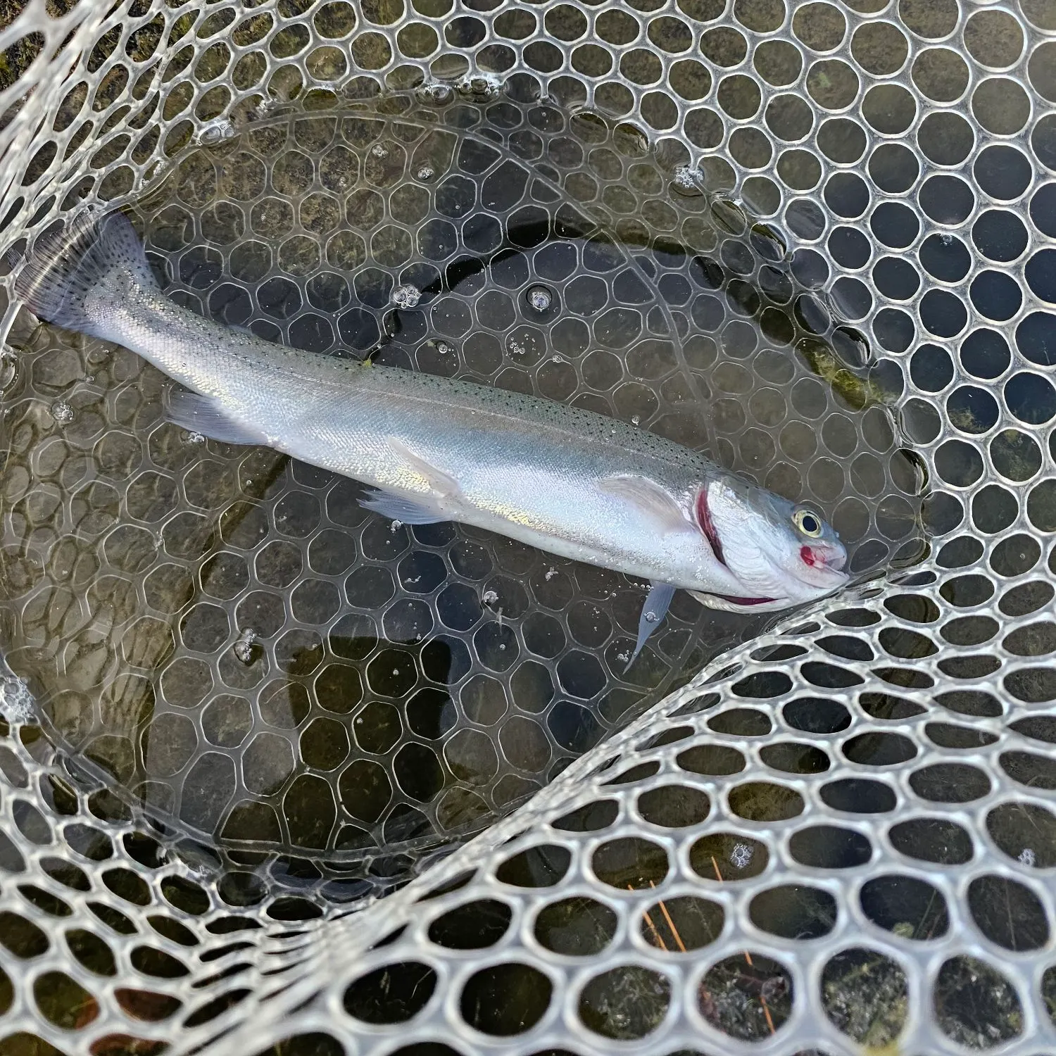 Rainbow trout caught on Fishbrain