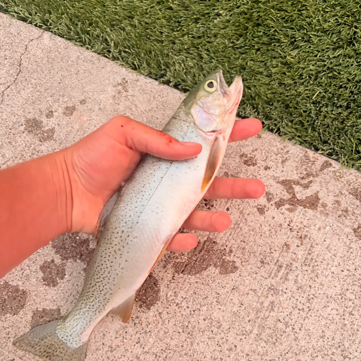 The most recent Cutthroat trout catches on Fishbrain