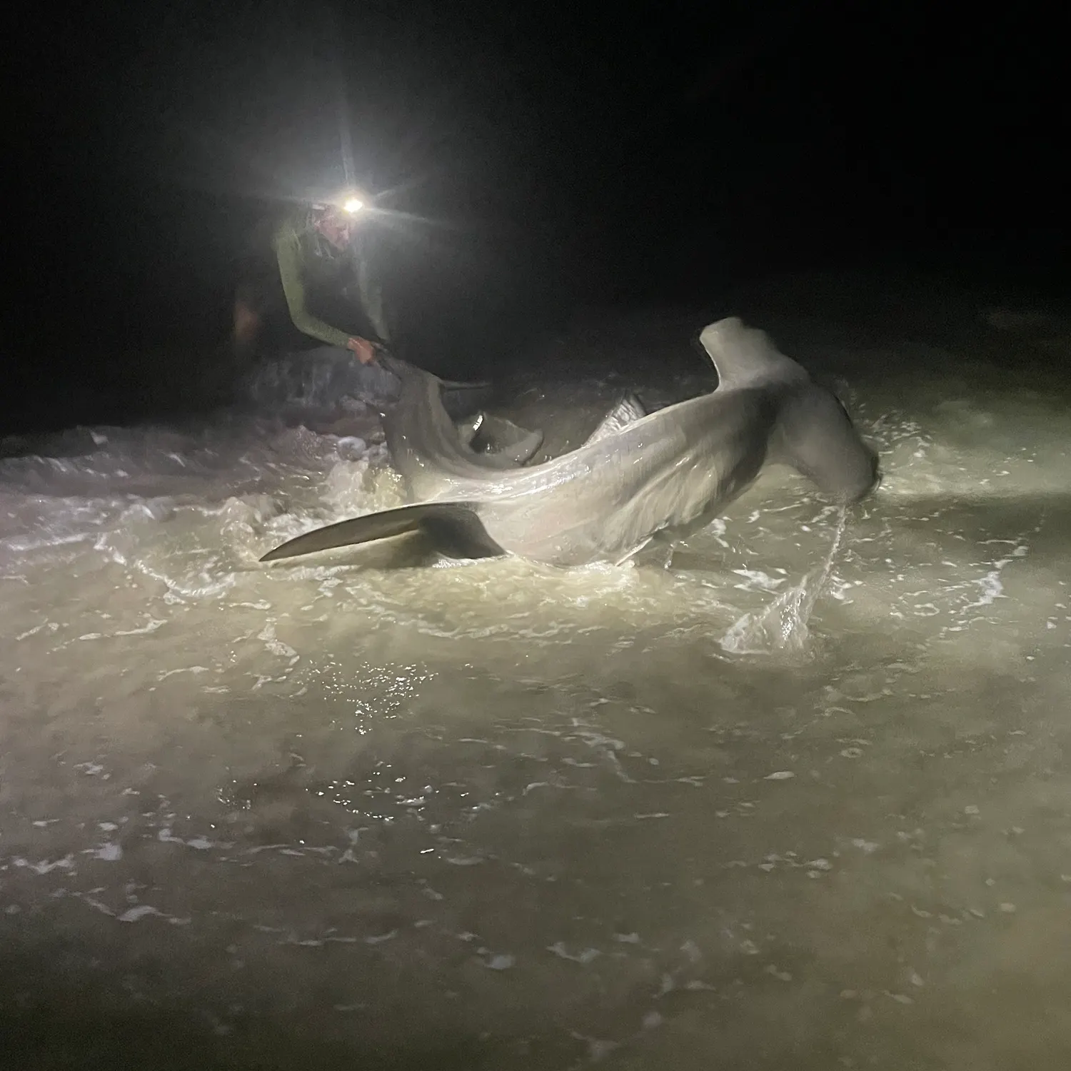 The most recent Great hammerhead shark catches on Fishbrain