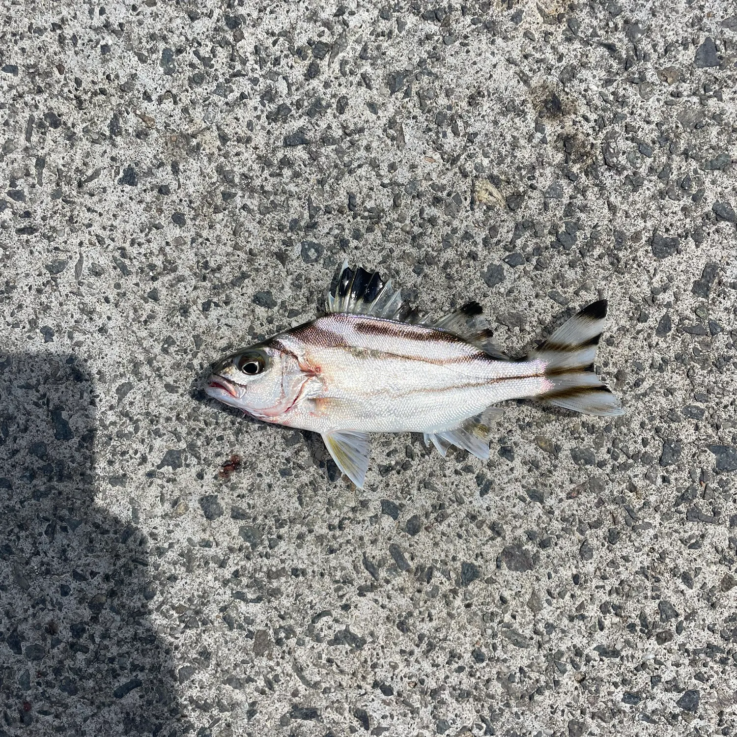 Jarbua terapon caught on Fishbrain