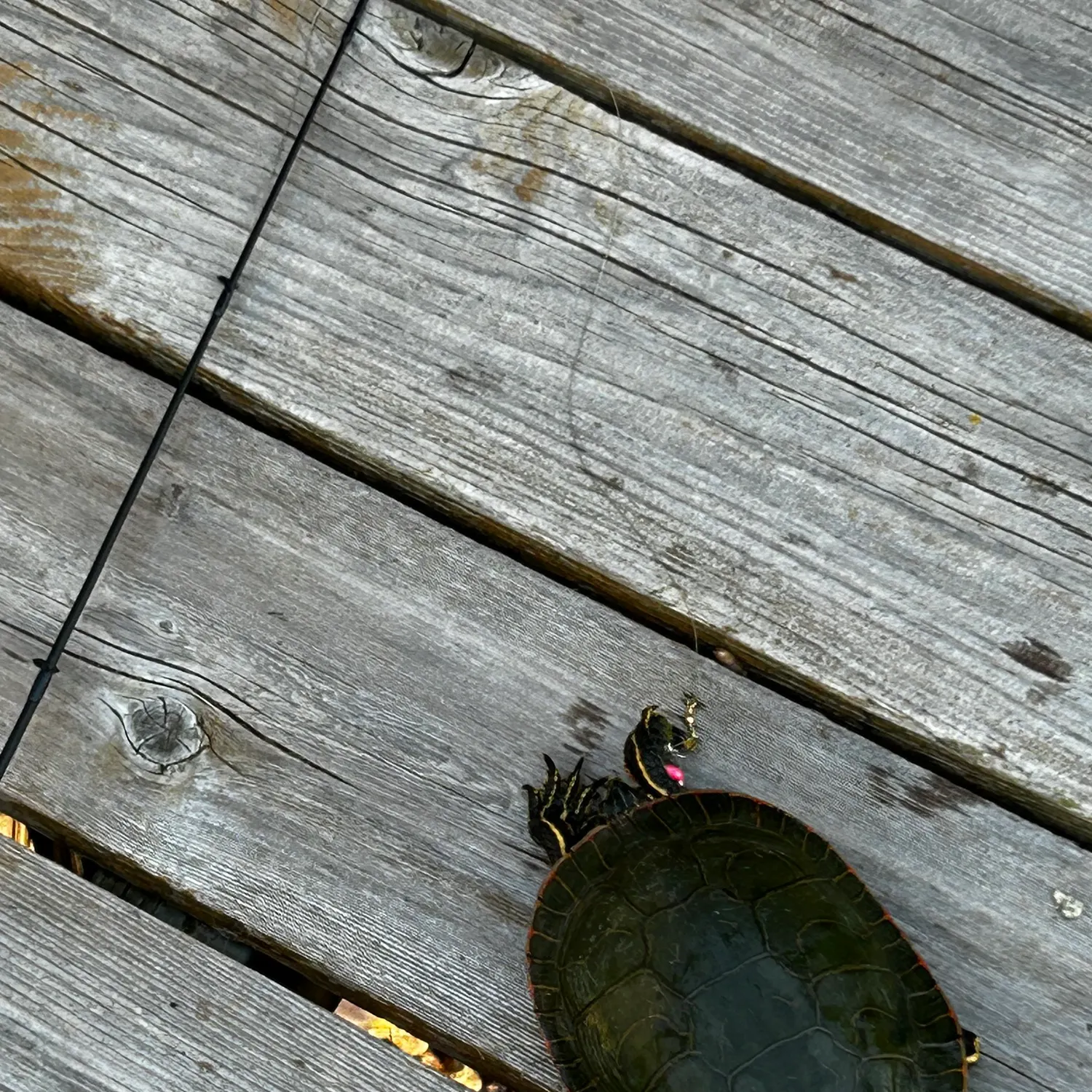 The most recent Painted turtle catches on Fishbrain