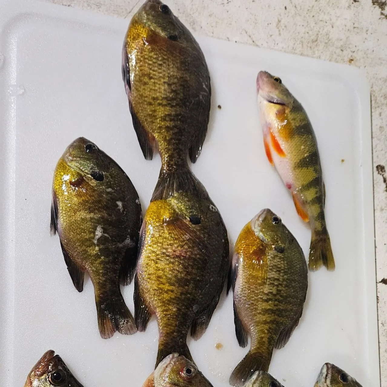 recently logged catches