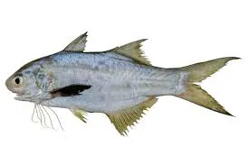 Australian threadfin