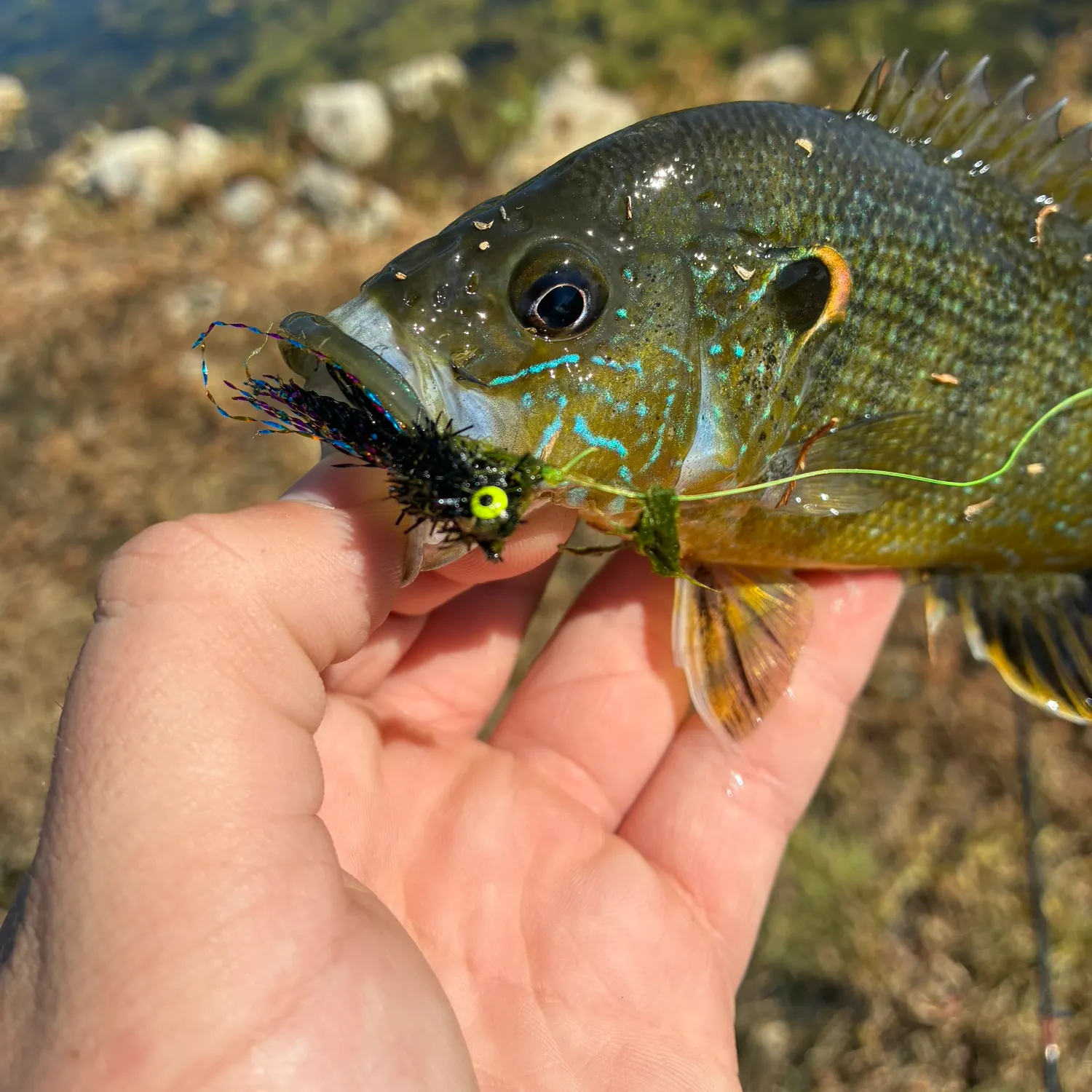 Green sunfish caught on Fishbrain
