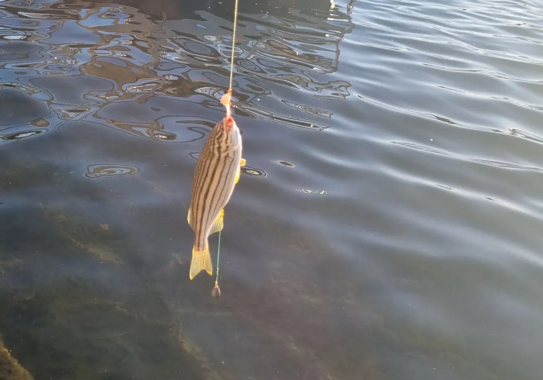 Western striped grunter