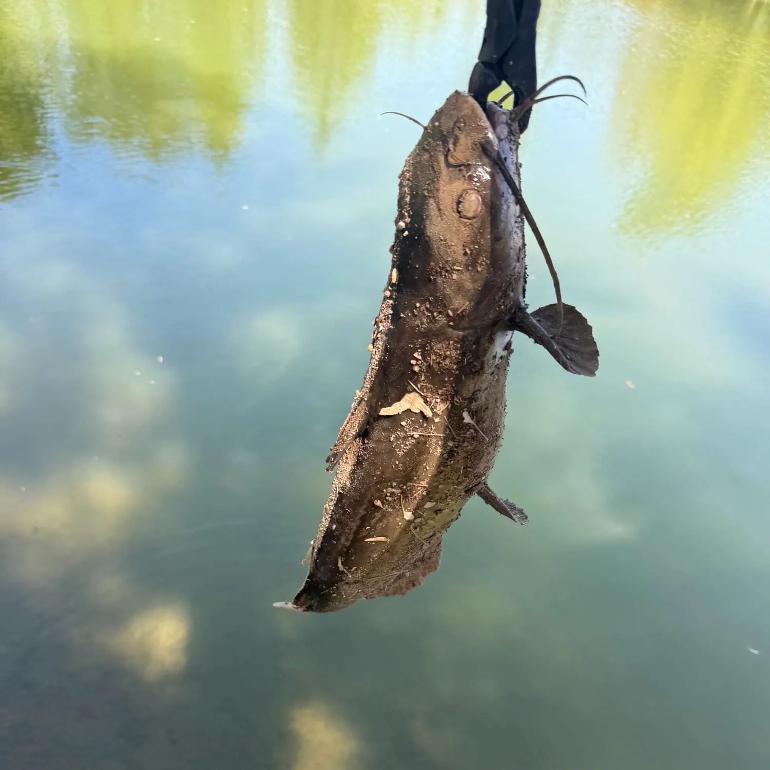 Channel catfish caught on Fishbrain