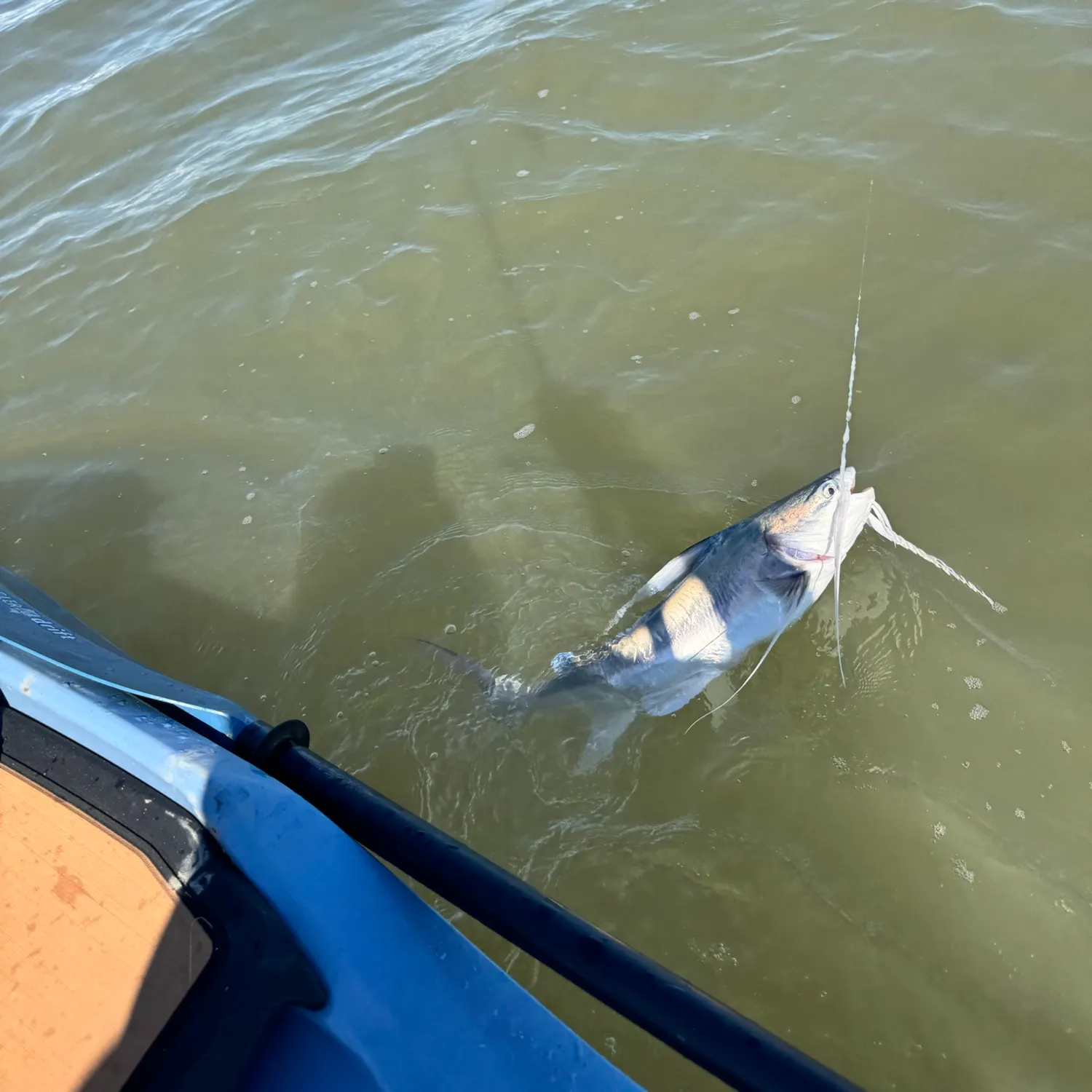Gafftopsail sea catfish caught on Fishbrain