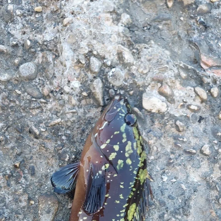 The most recent Dusky grouper catches on Fishbrain
