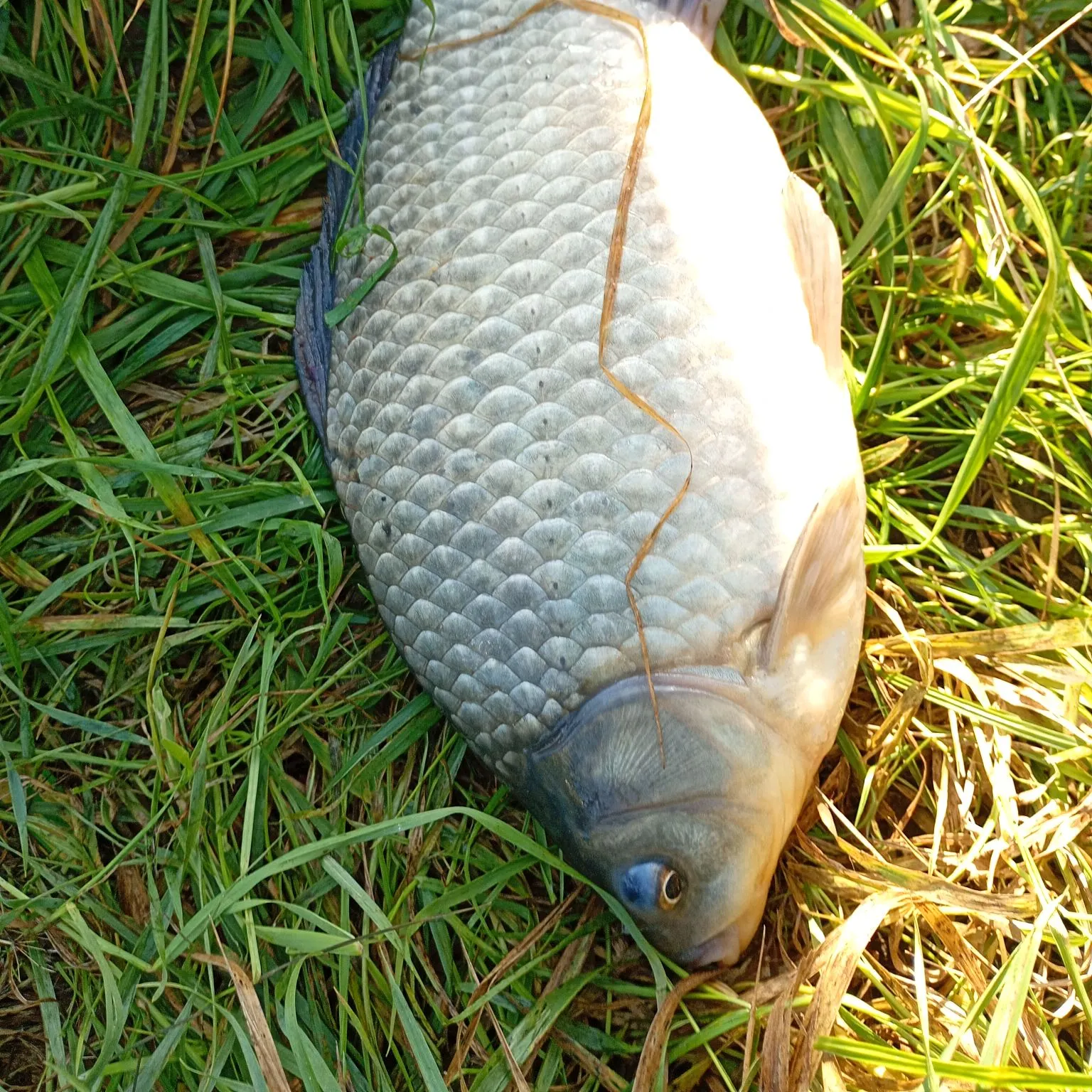 Common bream caught on Fishbrain
