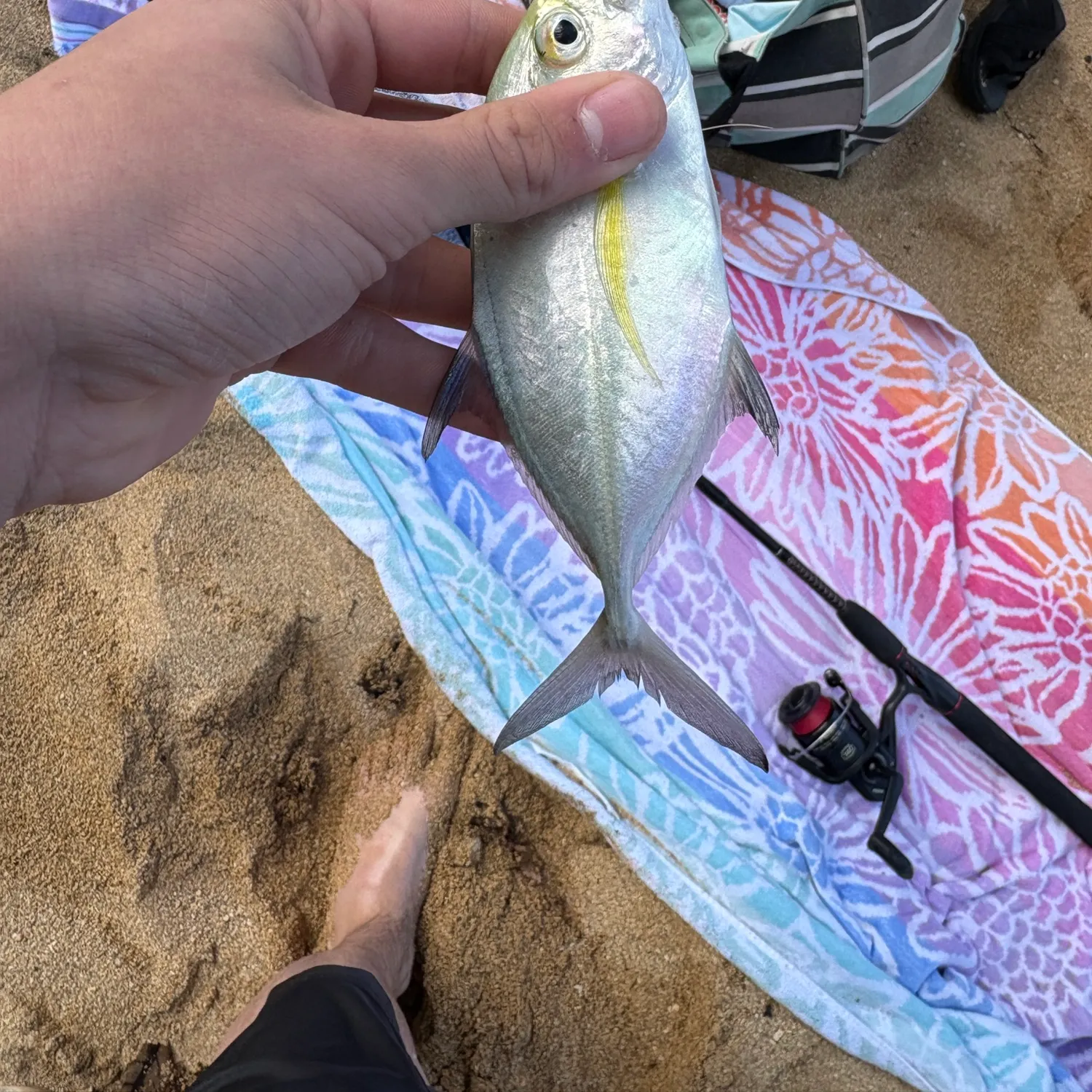 The most recent Bluefin trevally catches on Fishbrain