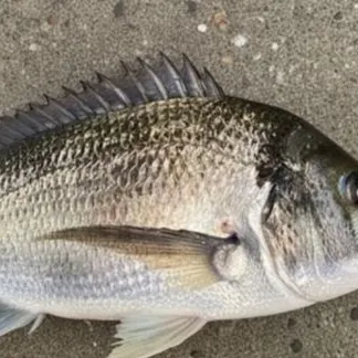 The most recent Javelin grunter catches on Fishbrain