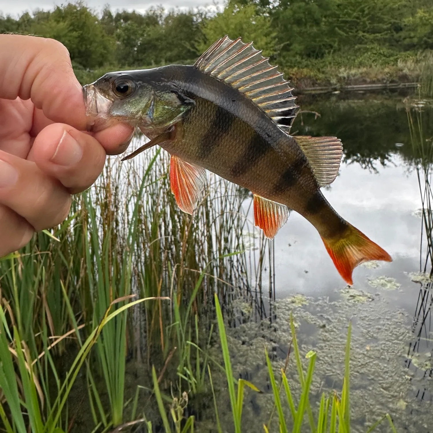 European perch caught on Fishbrain