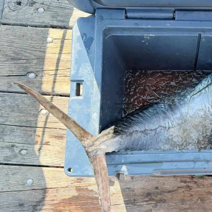 The most recent King mackerel catches on Fishbrain