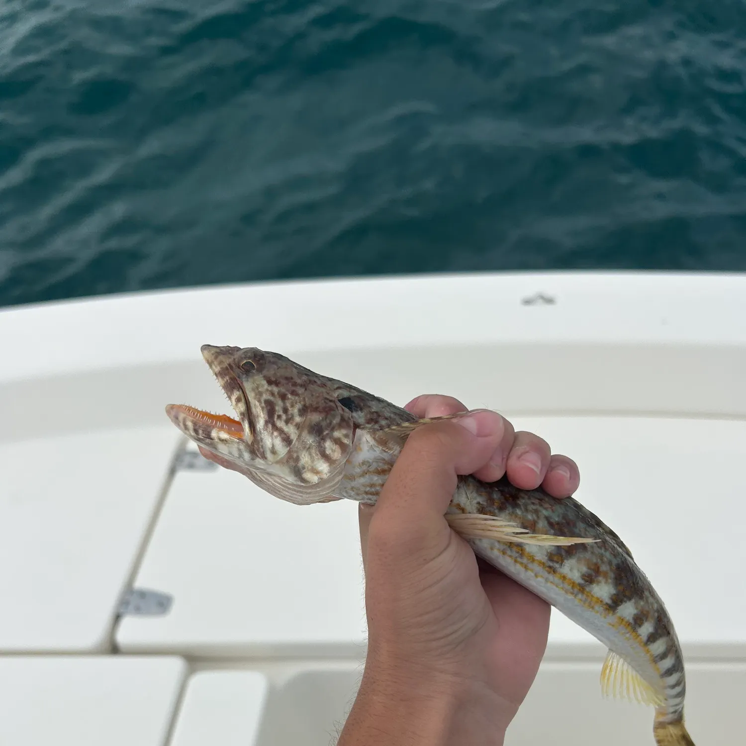 The most recent Inshore lizardfish catches on Fishbrain