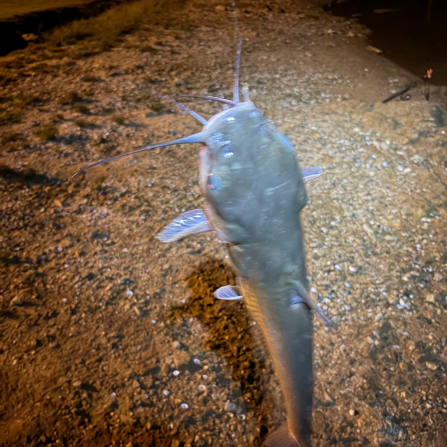 Channel catfish caught on Fishbrain