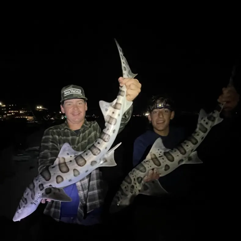 The most recent Leopard shark catches on Fishbrain