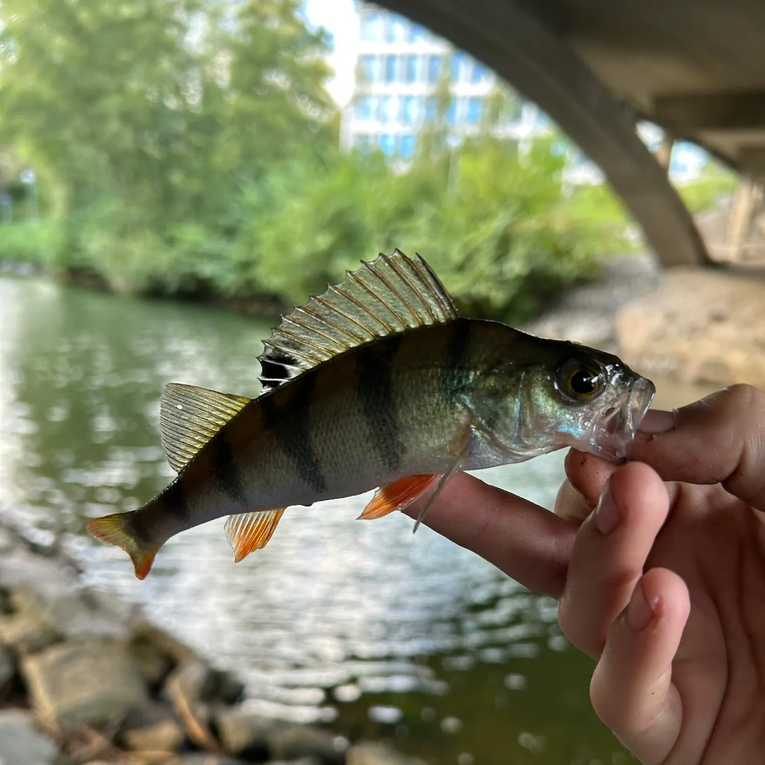 European perch caught on Fishbrain