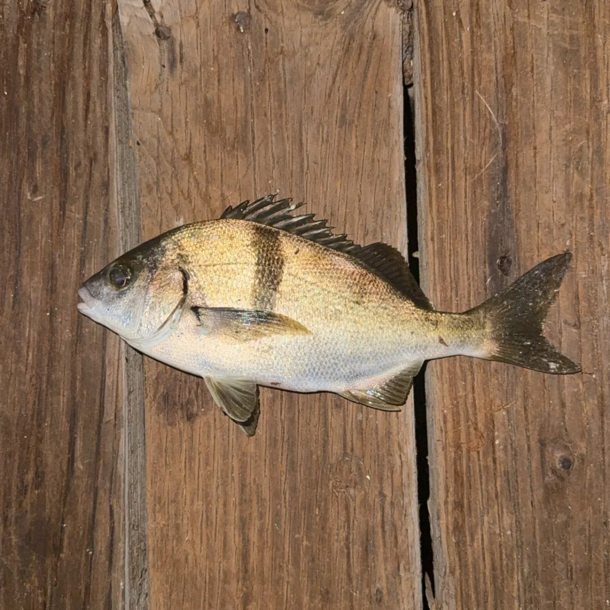 Sargo caught on Fishbrain